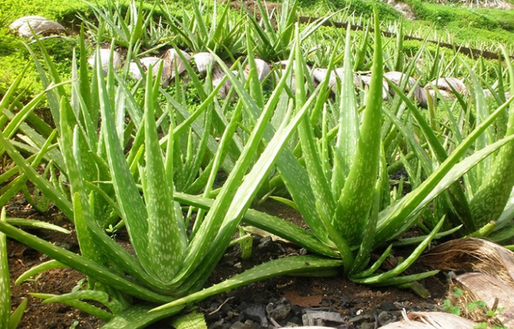 Lô Hội (Nha Đam - Aloe vera L.)